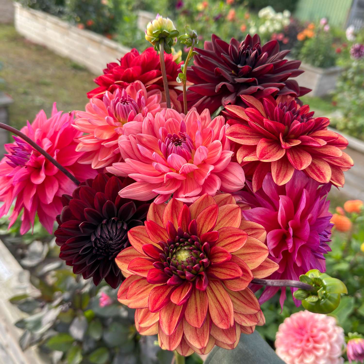 Dahliamix 'Autumn Dreams'
